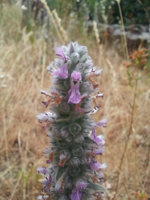 pianda da determinare - Stachys gr. germanica